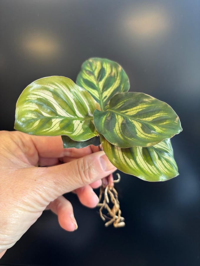 Stekje in water | Calathea Makoyana | Small