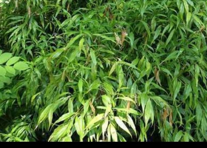 Sarcococca saligna - Vleesbes, Zoete Buxus 20- 30 cm in pot