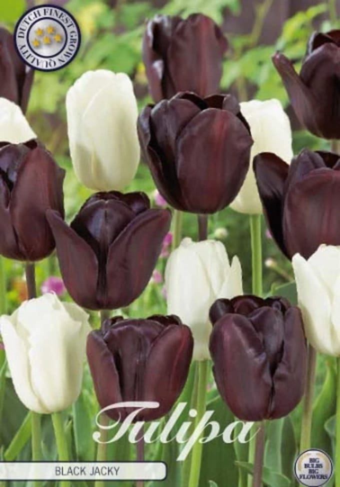 Black Jacky Garden Tulpenbollen 10 stuks bolmaat 12+