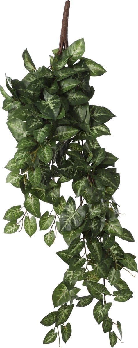 Mica Syngonium hangend groen