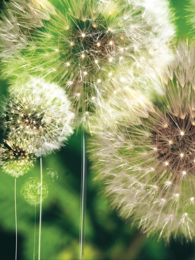 Dandelion Photo Wallcovering