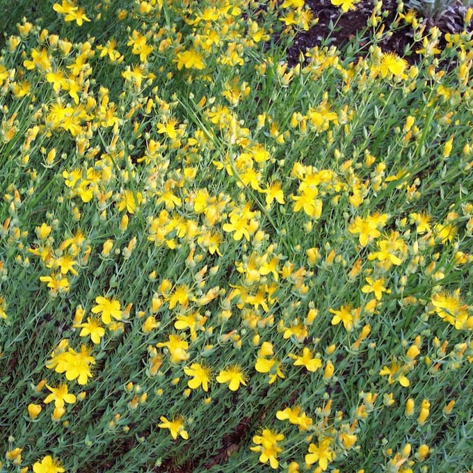 6 x Hypericum Olympicum - Hertshooi pot 9x9cm