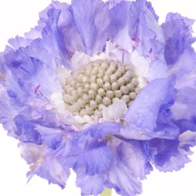 10x Scabiosa staefa 60cm