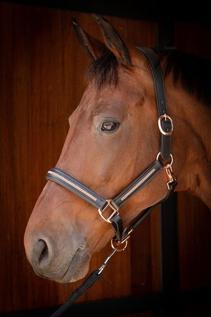 HARRY'S HORSE HALSTER LEDER METALLIC Zwart-roségoud