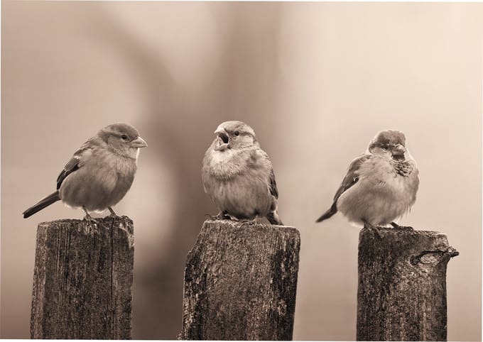 Art for the Home Vroege Vogels Buitencanvas Sepia 50x70 cm