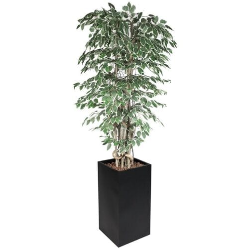 GGM Gastro Kunstpflanze "Ficus Starlight" - 210cm - mit Topf Groen / Wit