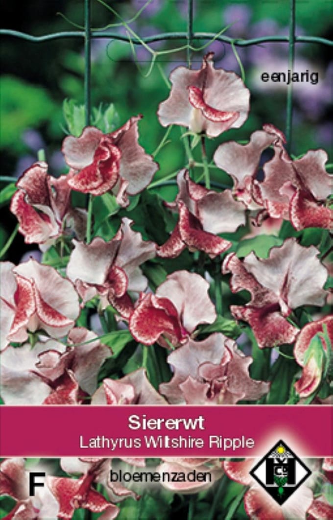 Van Hemert - Siererwt, Geurerwt Wiltshire Ripple (Lathyrus odoratus)