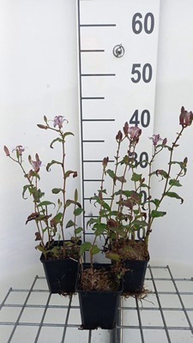 6x Tricyrtis - Tricyrtis formosana | 9x9 cm pot