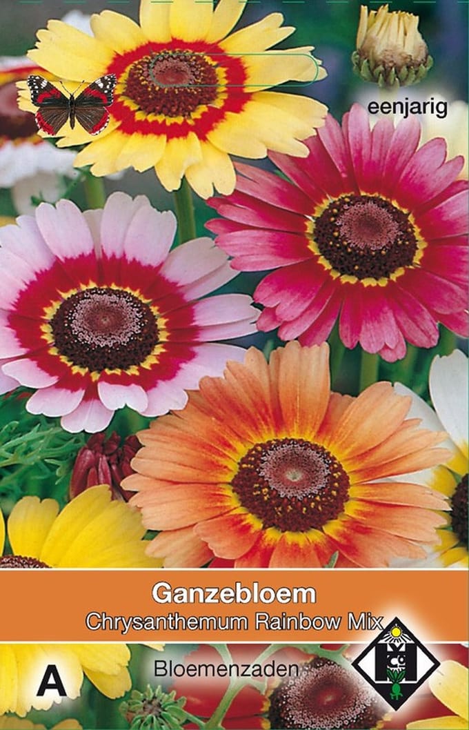 2 stuks Chrysanthemum carinatum Rainbow MixVan Hemert & Co