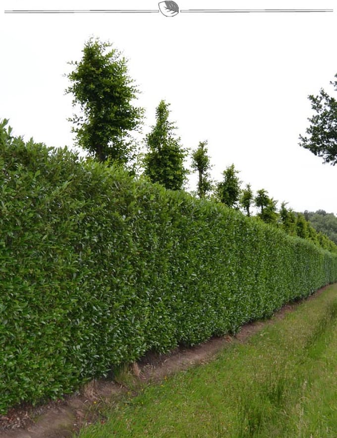 Laurier Prunus Caucasica 160-180 cm in Pot, 7x Haagplant