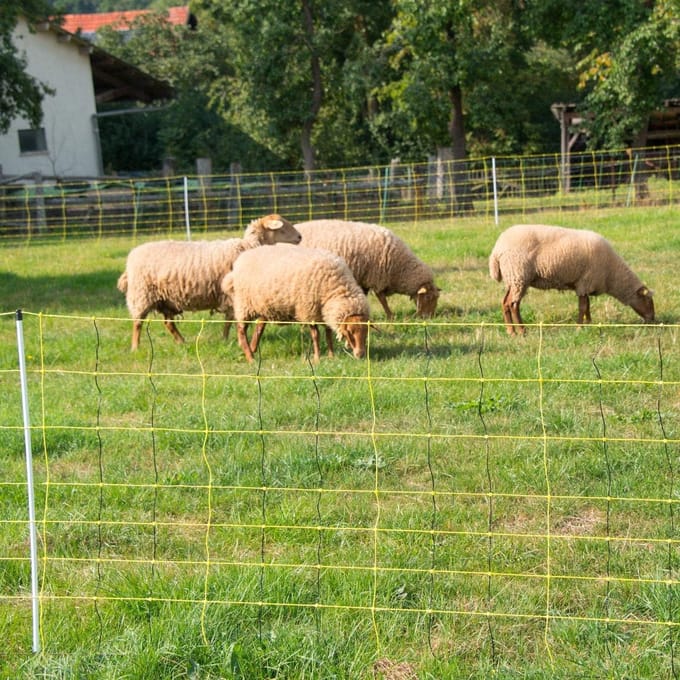 Elektrisch Schapennet 90 cm Hoog, 50 m Lengte met Dubbele Spijker