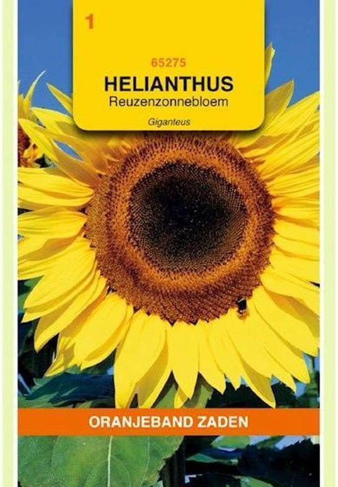 Oranjeband Zaden - Helianthus, Zonnebloem Giganteus