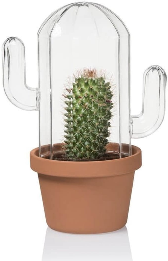 Glazen cactus terrarium - Bitten Design