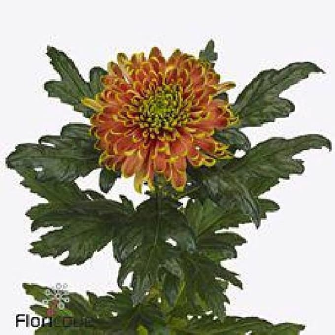 10x Chrysant rossano elizabeth 70cm