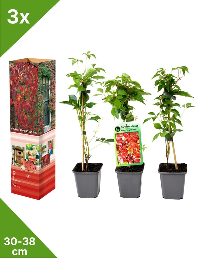 GARDENZO - 3x Wilde Wingerd -Parthenocissus quinquefolia 'Engelmannii' - in P9 pot