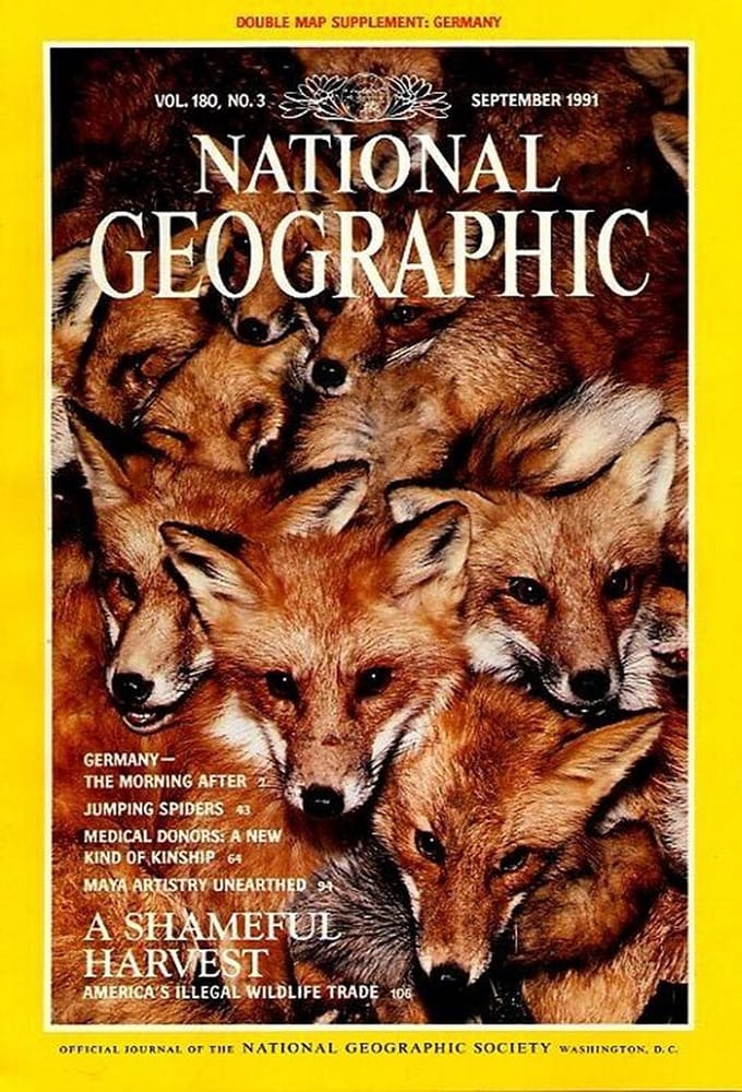 NATIONAL GEOGRAPHIC SEPTEMBER 1991 EDITIE ENGELS TIJDSCHRIFT (A SHAMEFUL HARVAST)