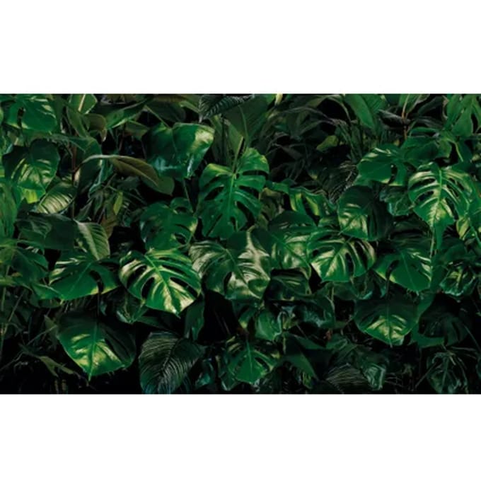 Fotobehang - Tropical Wall 400x250cm - Vliesbehang