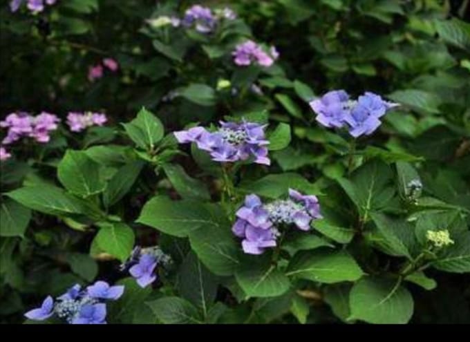 Hydrangea macr. 'Blaumeise' ( 'blue sky') - Teller Hortensia , Blauwe Teller, Lacecap Hortensia 25- 30 cm in pot