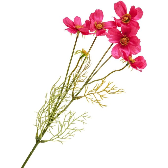 Cosmea tak met 5 bloemen