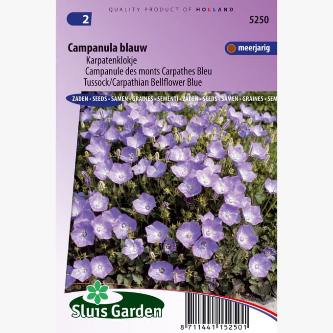 Sluis Garden Klokjesbloem Enkelbloemig Blauw (campanula)