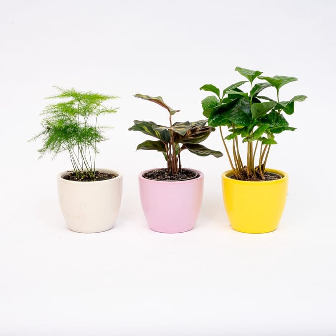Plantenset van 3 met mini pot - Pastel Spring - Cactus mix - Ø 6 cm