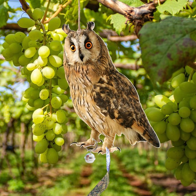 Hangende Uil - Vogelverschrikker