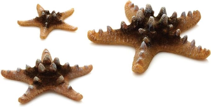 Biorb zeester set - natuurlijk
