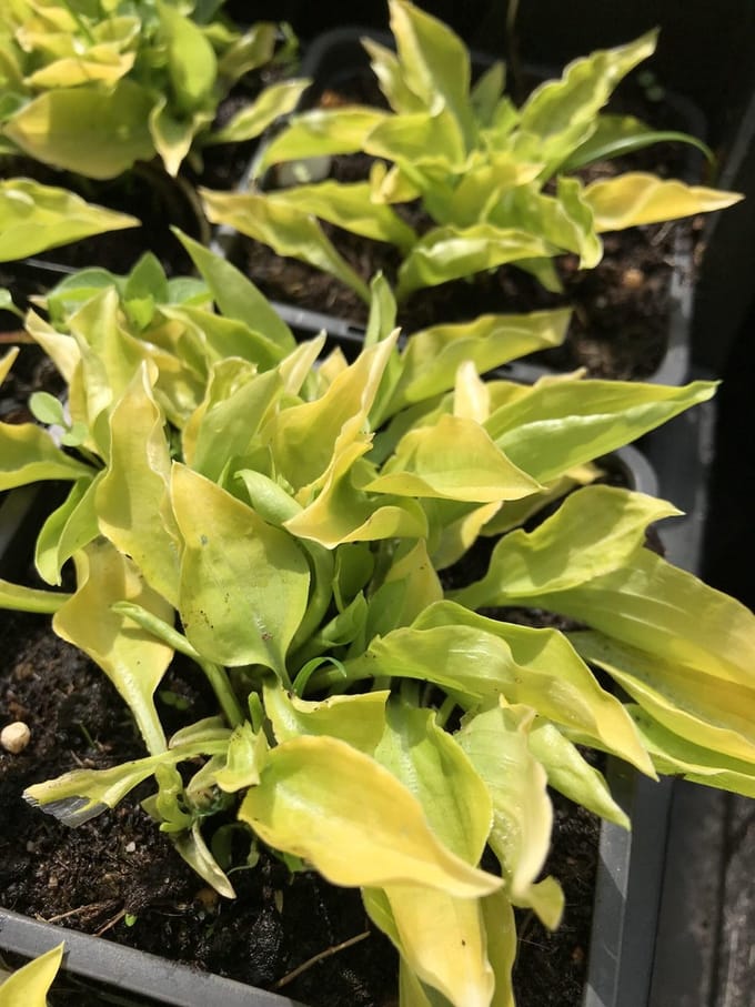 6 x Hosta 'Hydon Sunset' (Mini) - Hartlelie - P9 Pot (9 x 9cm) - Dima Vaste Planten