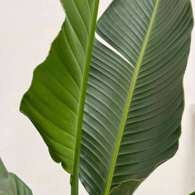Strelitzia Augusta multi stam XXL - 250 cm - ø30-40