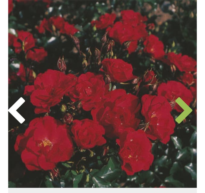 Rosa 'Rotilia' adr 2002® - FLORIBUNDA 'ROTILIA', STRUIKROOS IN POT