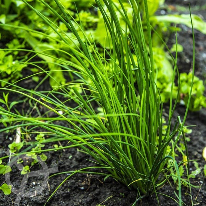 Bieslook zaden biologisch (Allium schoenoprasum) 0.1 g