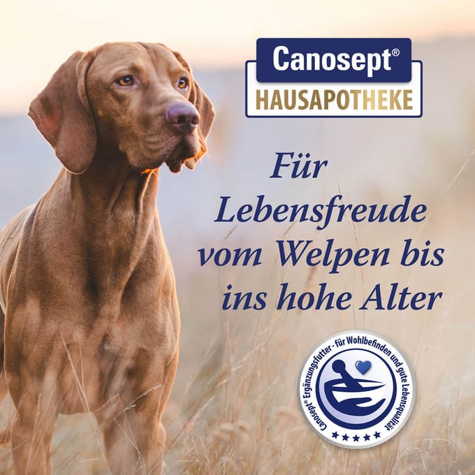 80 Tabletten voor grote honden Canosept gewrichtssupplement voor honden