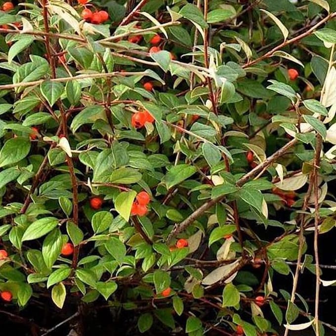 COTONEASTER FRANCHETII - Dwergmispel 60-80 cm in pot