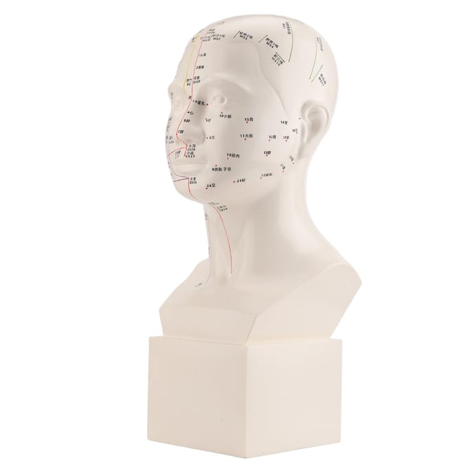 Modèle de tête d'acupuncture HD Standard Point d'acupuncture MTC Point d'acupuncture humain Modèle de tête Acupuncture white