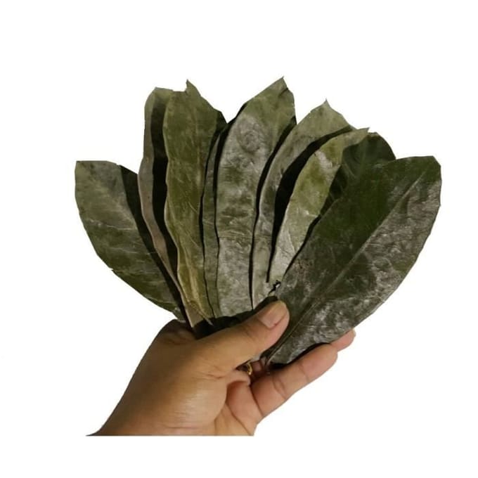 Tisane de Feuilles de Corossol/Graviola en Sachets de Thé - 30 jours