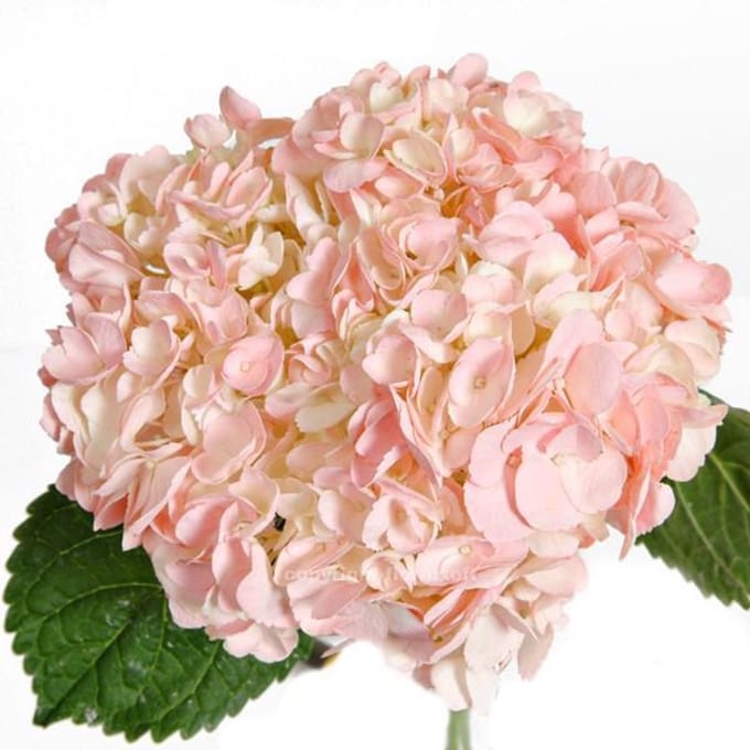 5x Hydr. roze 50cm