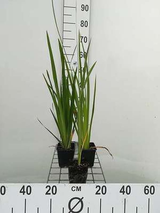 6x lis - Iris pseudacorus | 9x9 cm pot