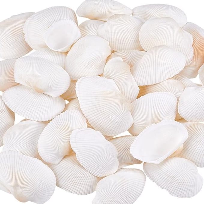 Dailygoods- -Jakobsschelp Grote Natuurlijke Strandschelp - Platte