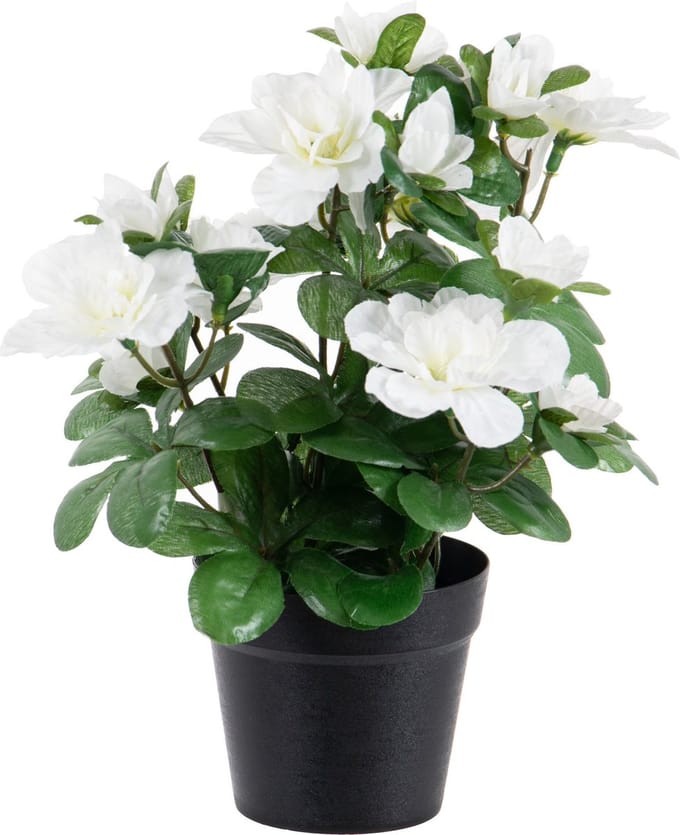 Louis Maes Azalea Kunstplant - wit - in binnenpot - H25 cm - kunstbloemen