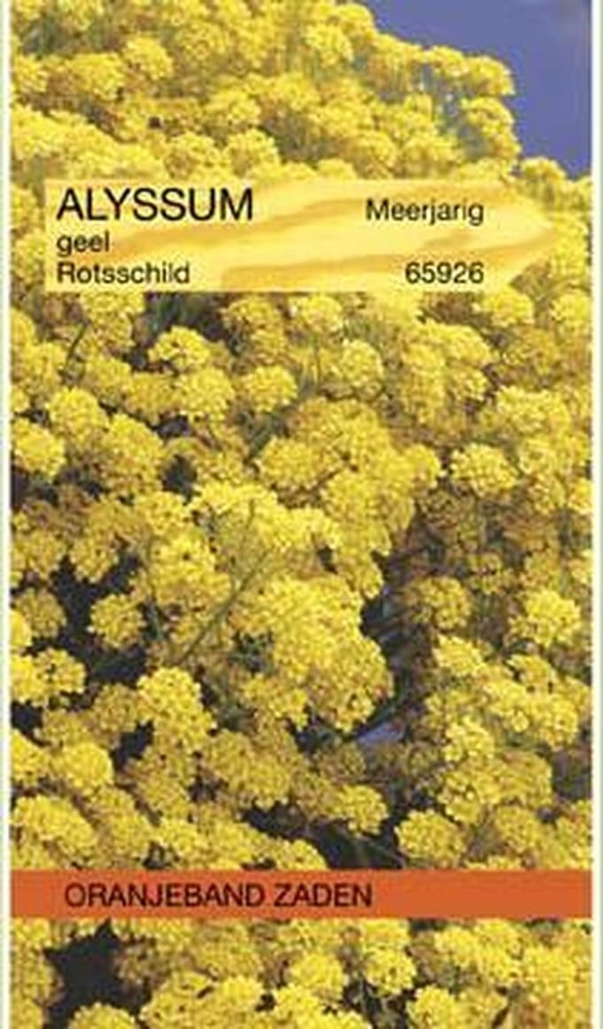Oranjebandzaden -  Alyssum, Rotsschild