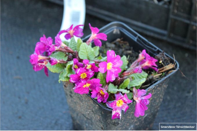 6x Sleutelbloem - Primula juliae 'Wanda' | 9x9 cm pot