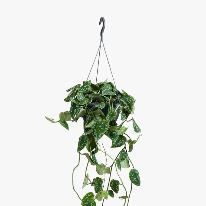 Scindapsus Pictus 'Argyraeus' - Hoogte 40cm - Pot 15cm