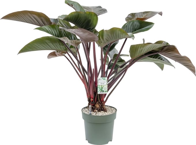 Beautanic Lifestyle - Philodendron - 110 Cm - Ø 30 - 1 Stuks