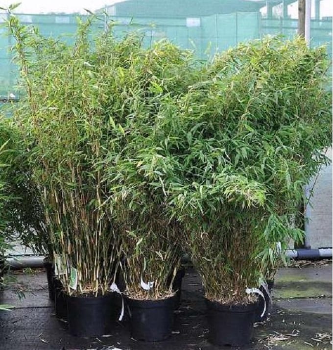 Fargesia Murieliae 'Simba' - Japanse bamboe 50-60 cm pot