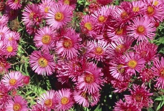 6x Aster - Aster n.a. 'Andenken An A. Pötschke' | 9x9 cm pot