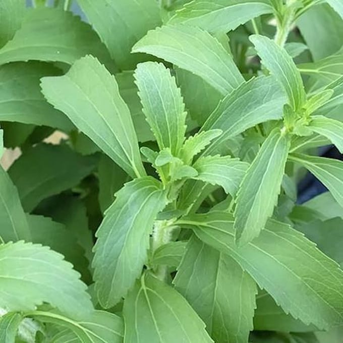 Kruiden zaden - Stevia