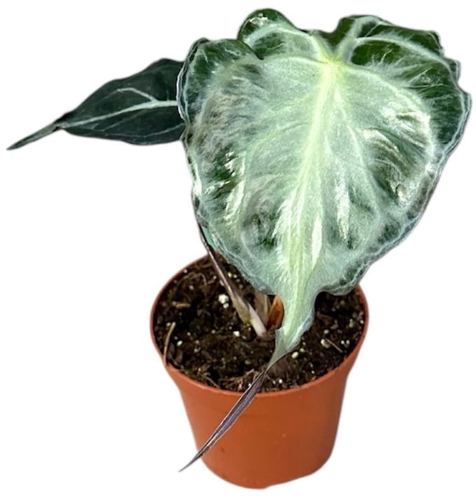 Alocasia Venom - Kamerplant - Potmaat Ø8 cm
