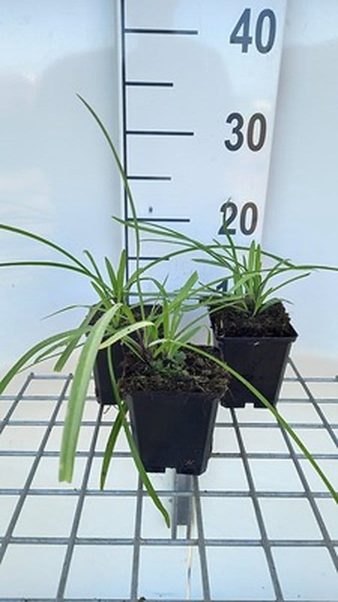 6x Afrikaanse lelie - Agapanthus hybr. 'Navy Blue' | 9x9 cm pot