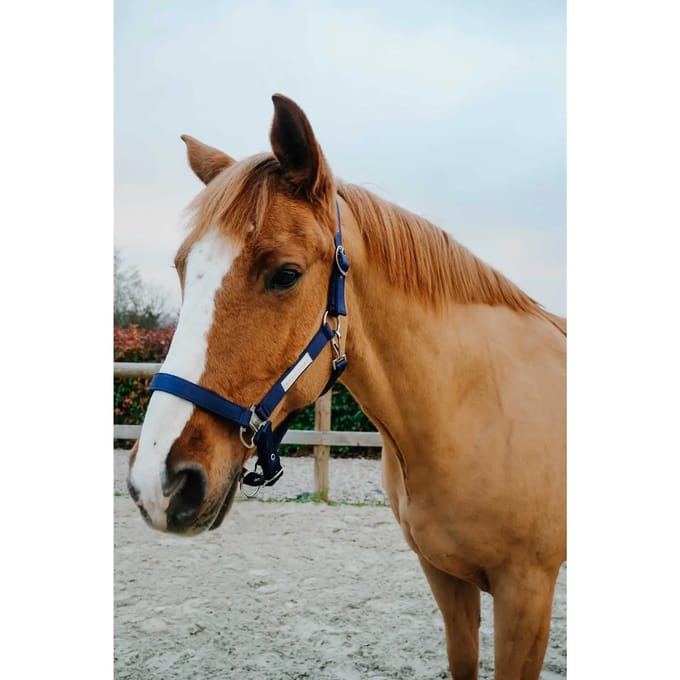 Halster voor paarden Equithème Opal