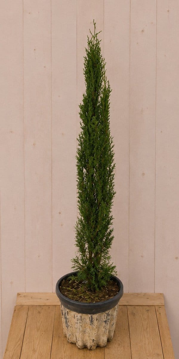 Italiaanse Cipres Cupressus sempervirens 'Totem' 110 cm Warentuin N...
